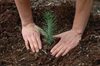 Итоги республиканской экологической акции «Сохраним леса Алтая»